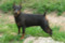 Urfi Urs Golden Polonez