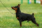 Oniks Golden Anik's
