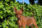 Stella Orientales Sally