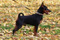 Rikki Tikki Tavi The Island Of Treasures