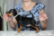 Lyutsia Luchshyi Vybor