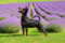Soul Of The Northern Lights Lucille