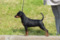 Fly Star Uma Turman