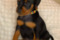 Leon Black Prince