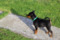 Regina's Minpin Queen Elisabeth