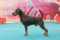Majestic Dream Line Zeev