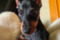 Annabell Soul Chester