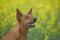 Lady Amber Lichnerowicz Kennel