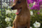 Amore Corde Meo Vegas