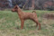 Achina's Daylight Demetrius