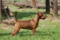 Red Sparrow's Pumapunka
