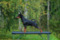 Forest Elite Obsession Of Order