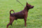 Del Foionco Franklin