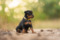 Think Pawsitive Codename Lupin