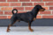 Olebull