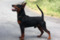 Nero Luce Eurodog Atomic Power